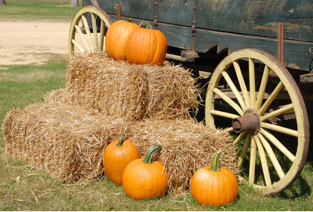 Pumpkin Patch Fall Festival at Starlight Equestrian Ranch