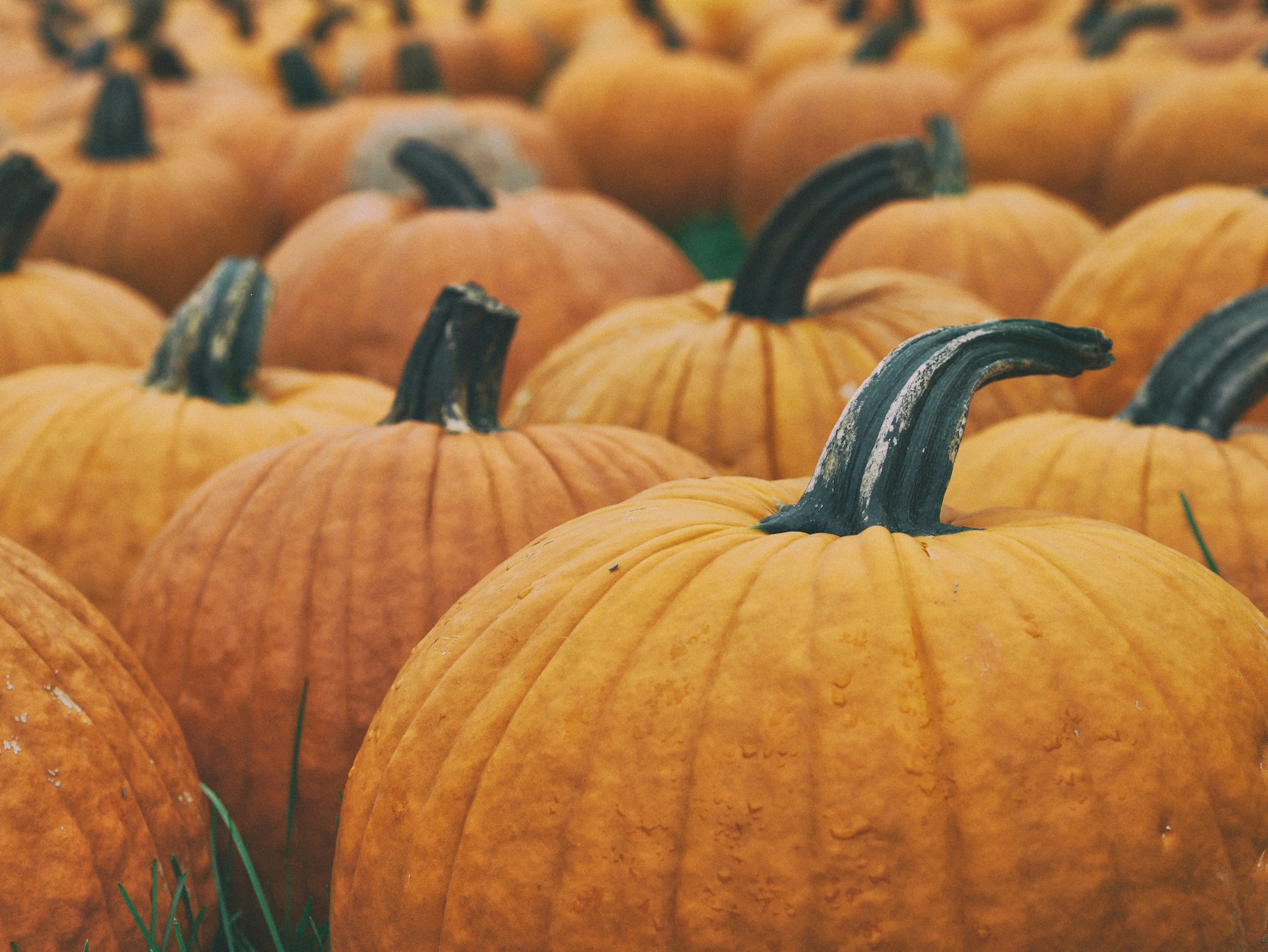 Pumpkin Patch Big Bear